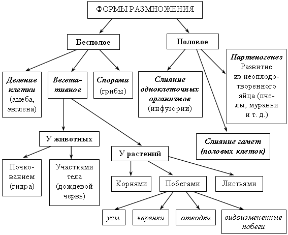 План-конспект урока по биологии №24