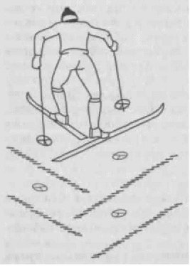 Основные виды лыжных ходов