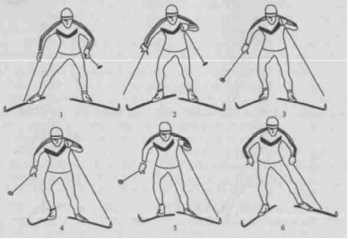 Основные виды лыжных ходов