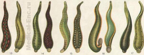 Урок по биологии на тему Паразитические черви