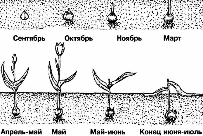 Проект по теме Изучение возможности использования разных сортов тюльпанов в декоративном садоводстве