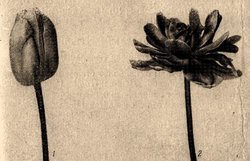 Проект по теме Изучение возможности использования разных сортов тюльпанов в декоративном садоводстве