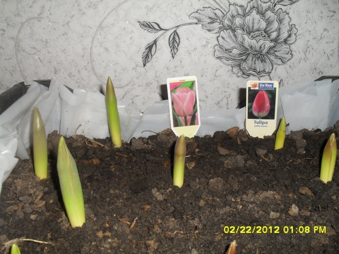 Проект по теме Изучение возможности использования разных сортов тюльпанов в декоративном садоводстве