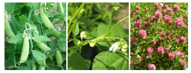 Семейства покрытосеменных растений растений