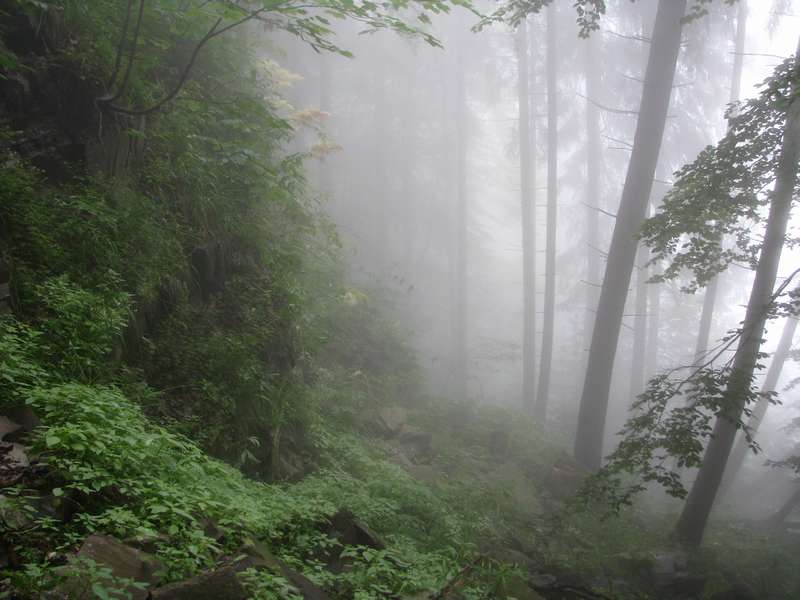 Конспект экологической викторины Путешествие в лес