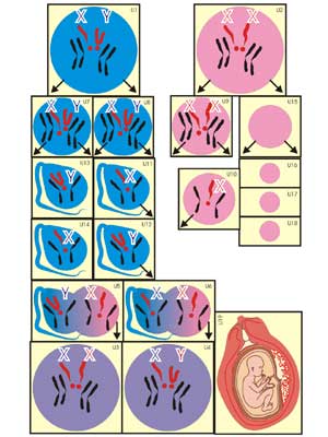 Дидактические карточки для тестирования по темам: «Строение сердца», «Кровеносная система», «Лимфатическая система»