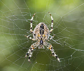 Исследовательская работа ученика 3 класса по теме Почему пауки не попадают в свою паутину?