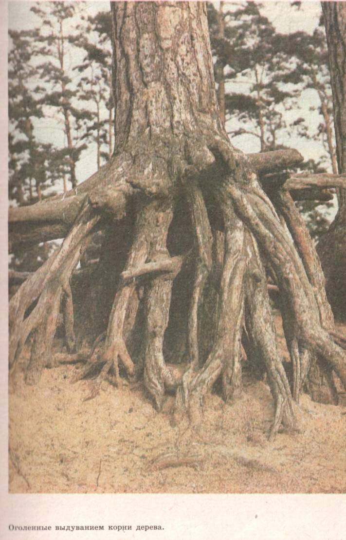 Урок по биологии на темуВиды корней, типы корневых систем