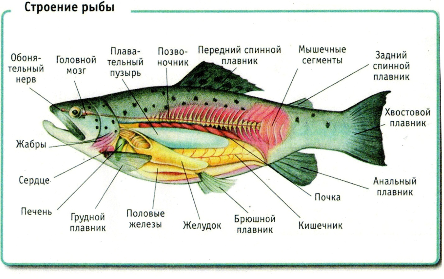 Урок – проект по окружающему миру «В мире животных. Рыбы»