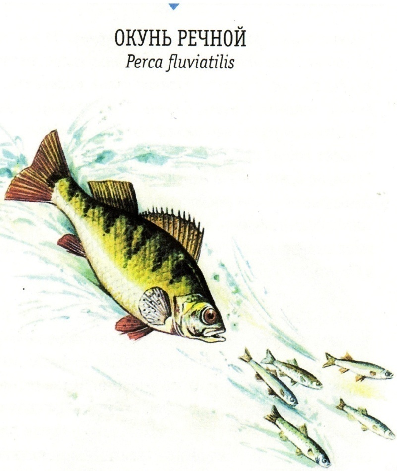 Урок – проект по окружающему миру «В мире животных. Рыбы»
