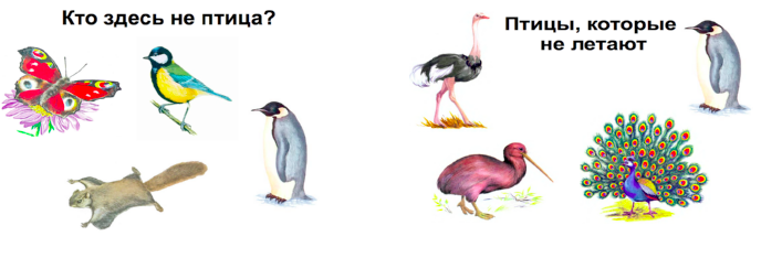 Конспект урока: Кто такие птицы? (1 класс)