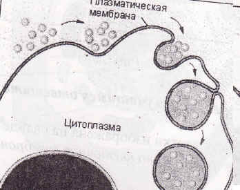 Конспект урока на тему: Органоиды цитоплазмы: ЭПС