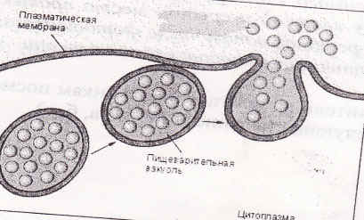 Конспект урока на тему: Органоиды цитоплазмы: ЭПС