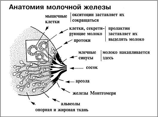 Методическая разработка Вскармливание детей первого года жизни