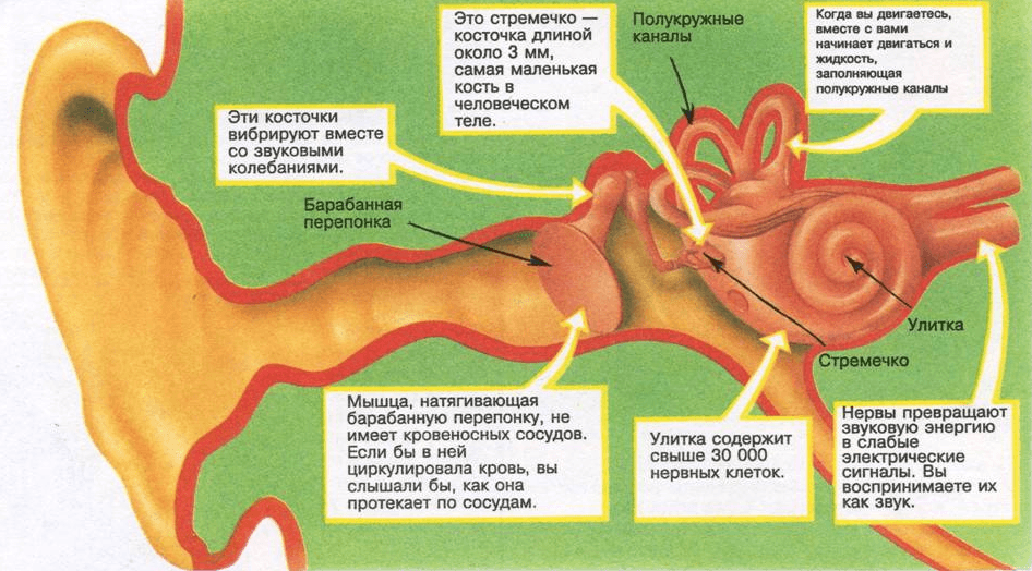 Урок по анатомии Строение и функции органа слуха (8 класс)
