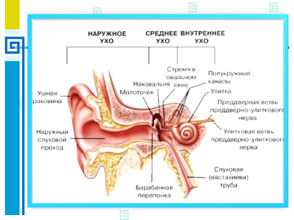 Урок по анатомии Строение и функции органа слуха (8 класс)