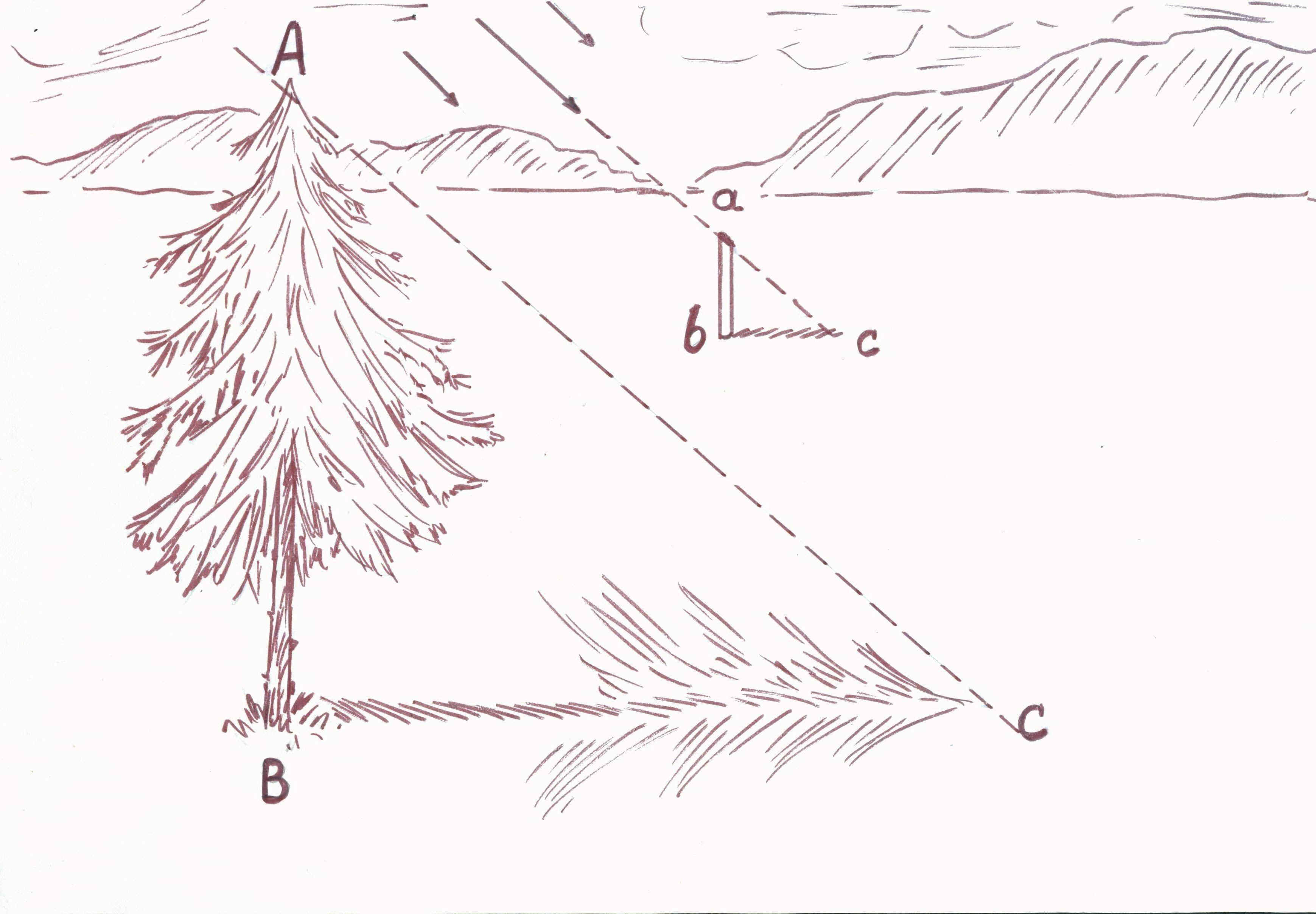 Длина тени дерева. Измерение высоты дерева по тени. Измерение высоты предмета с помощью тени. Измерение высоты дерева с помощью шеста. Измерение высоты дерева с помощью карандаша.