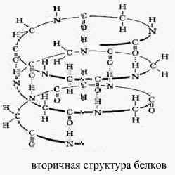 Разработка опорного конспекта к уроку Белки