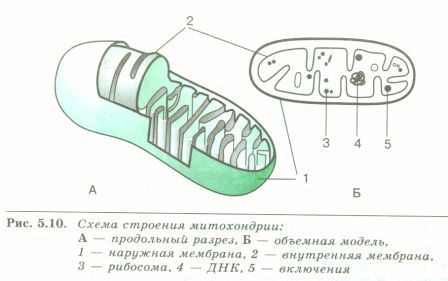 Митохондрия на рисунке обозначена цифрой