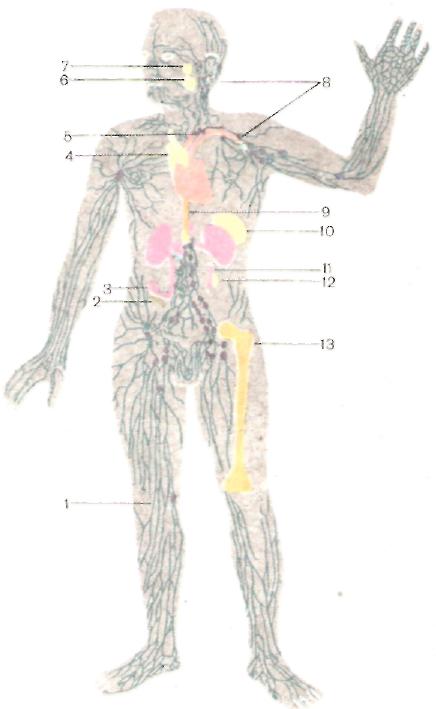 Справочный материал Карта человеческого тела 8 класс
