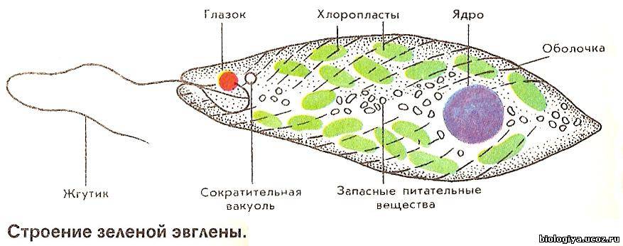 Разработка урока по биологии Класс Жгутиконосцы