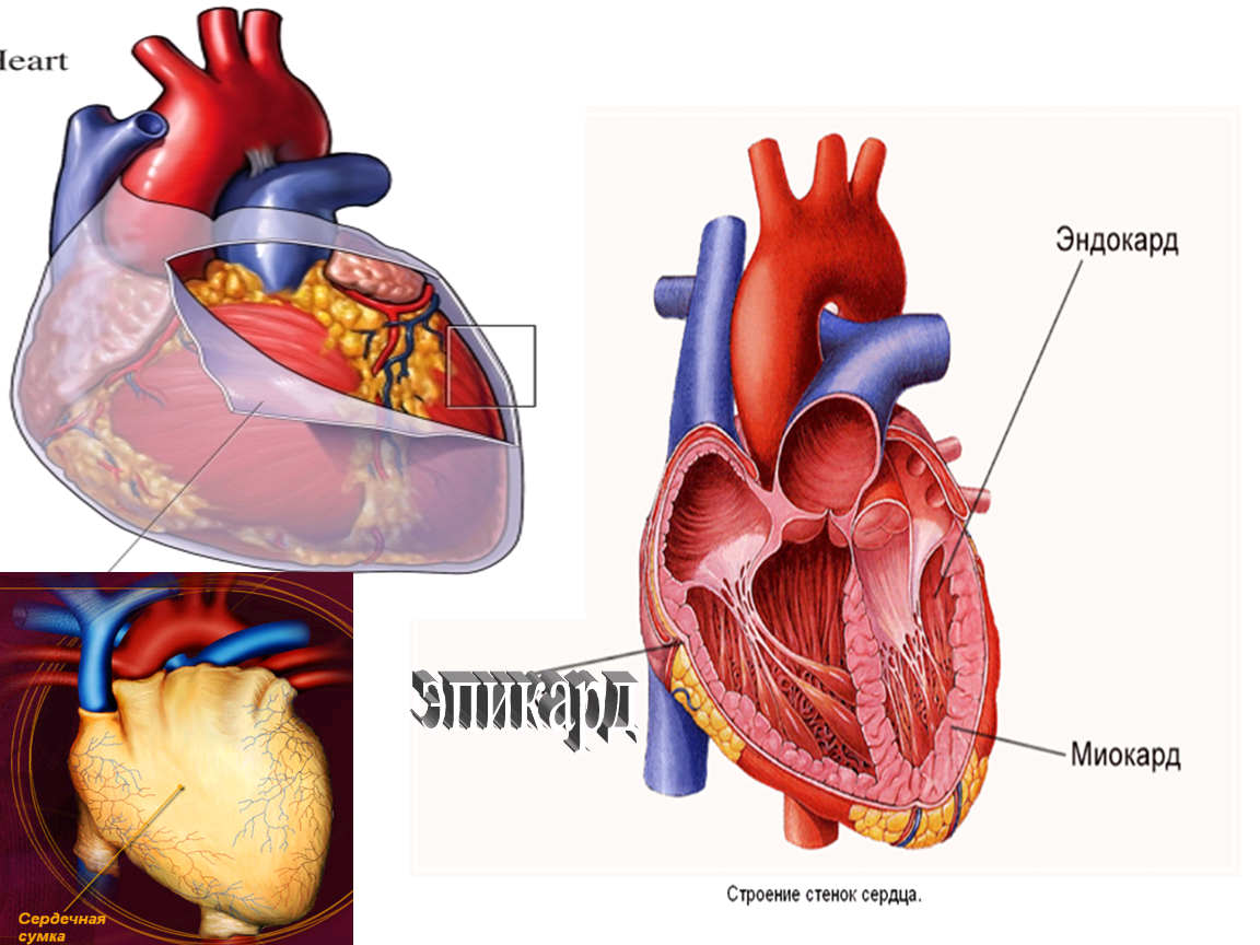 Сердечная стенка. Эндокард миокард эпикард перикард. Эндокард миокард перикард эпикард анатомия. Строение сердца эпикард миокард. Строение стенки сердца эндокард миокард эпикард перикард.