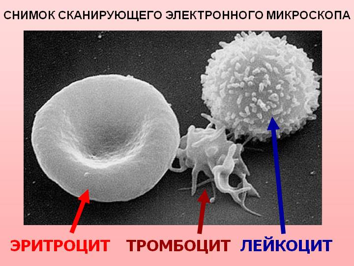 Конспект по биологии на тему Лейкоциты.Фагоцитоз.Лимфоциты. Мечников И.И.