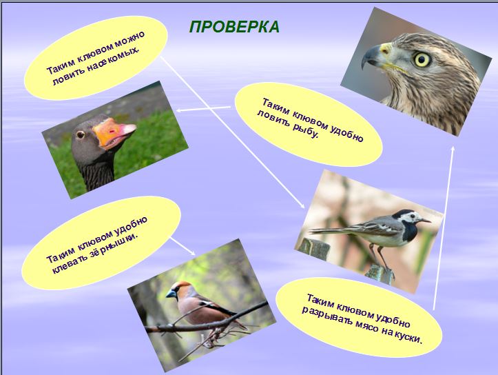 Технологическая карта урока по предмету Окружающий мир в 1 классе на тему Жизнь птиц