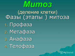 Урок биологии в 10 классе по теме Деление клетки. Митоз