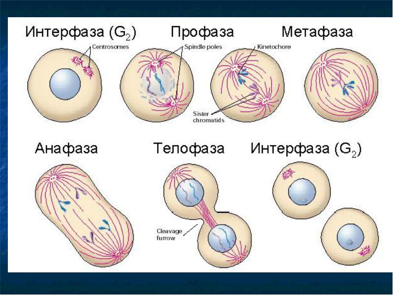 Урок биологии в 10 классе по теме Деление клетки. Митоз