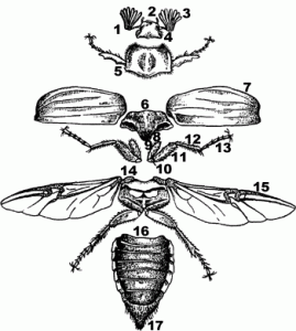 Разработка урока по биологии по темеЗначение насекомых в природе и жизни человека. 7 класс