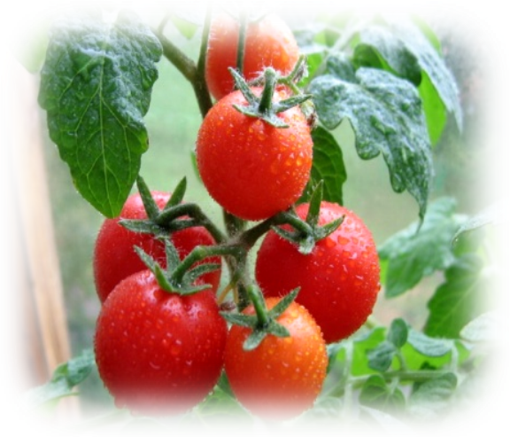 «Влияние на урожайность соседство томатов и огурцов»