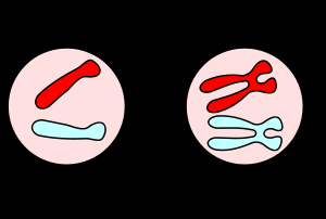Тест для проверки темы Жизнедеятельность клетки
