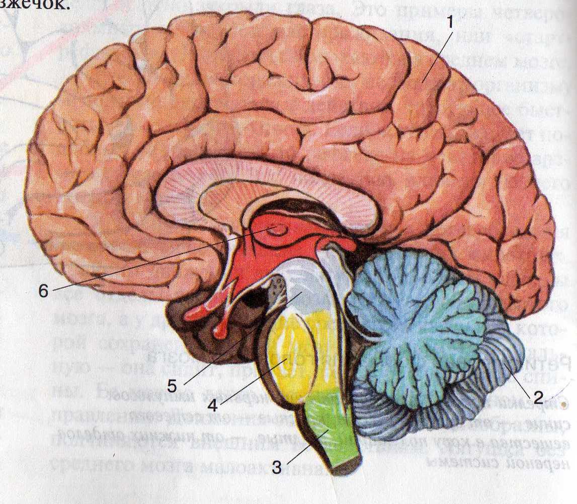 Головной мозг связан со. Структуры головного мозга биология 8 класс. Рис 80 структуры головного мозга. Строение головного мозга 8 класс биология. Срез головного мозга.