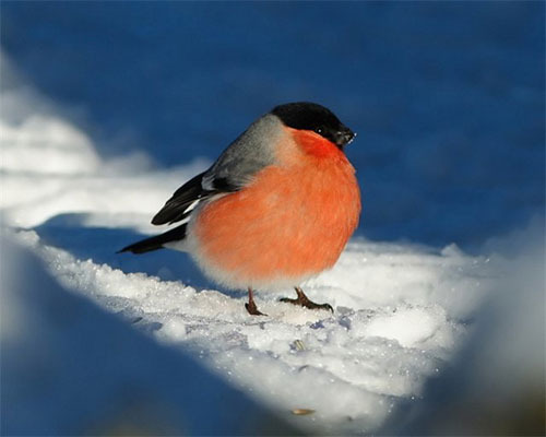 Тема: «Зимующие птицы: снегирь»