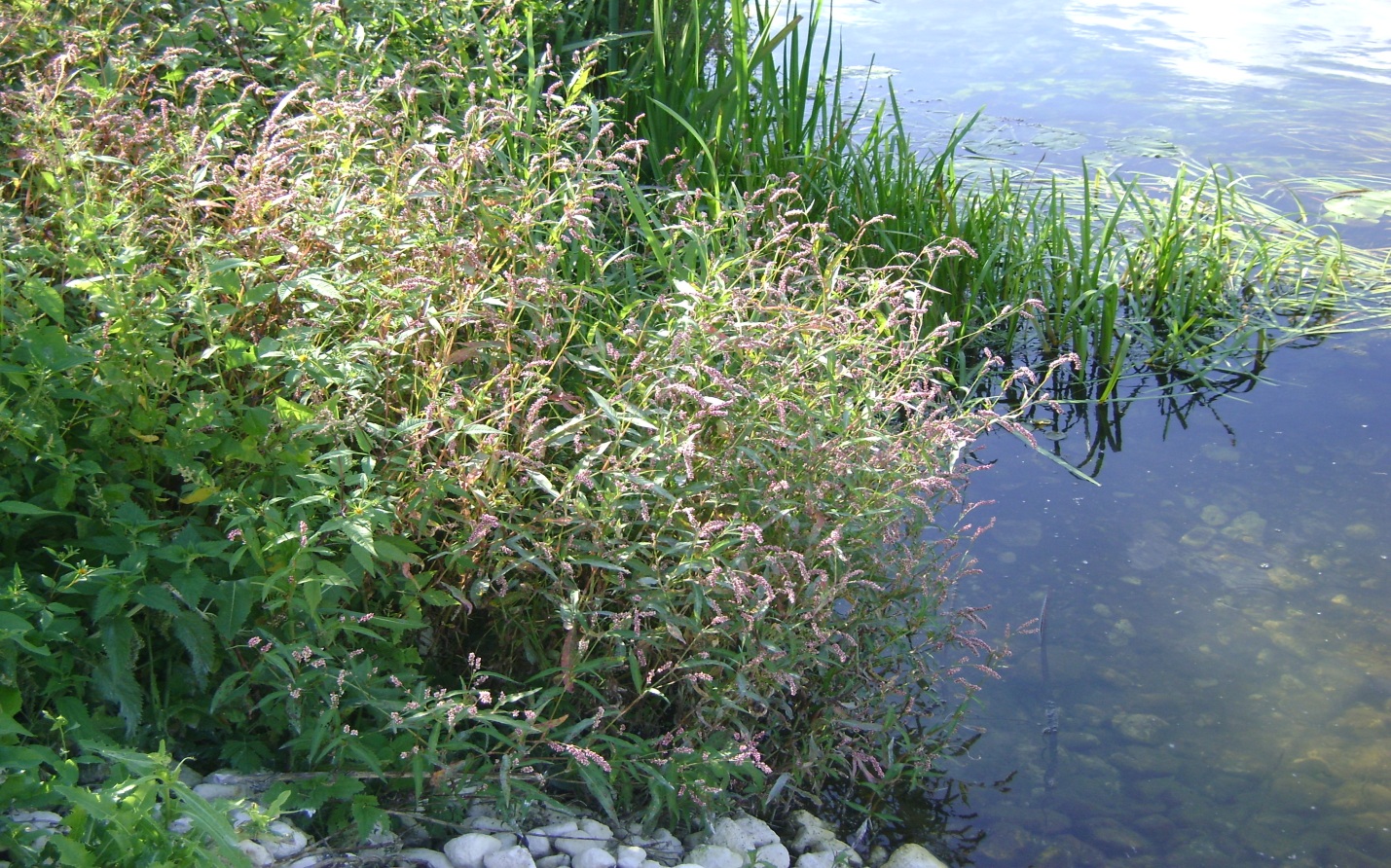 Оценка экологического качества воды и особенности водной растительности реки Тихая Сосна