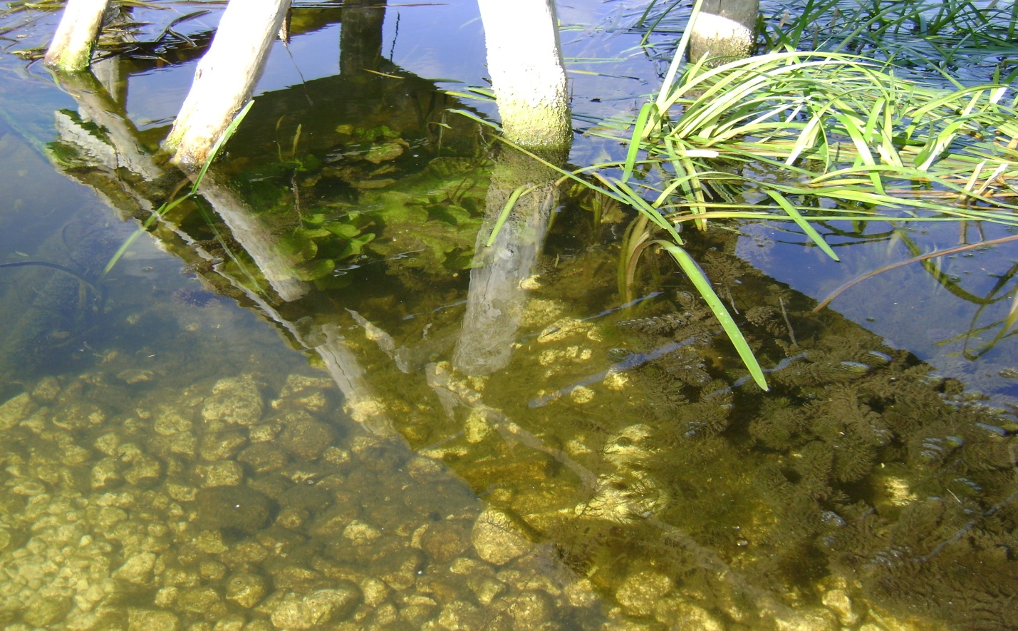 Оценка экологического качества воды и особенности водной растительности реки Тихая Сосна