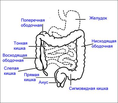 Лекция по ПМ04 МДК04.03. тема: Клизмы