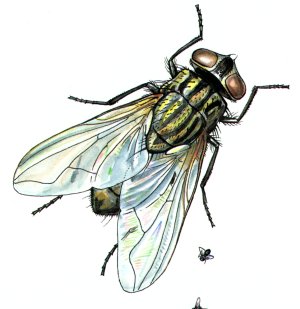 Урок по биологии в специальной (коррекционной) школе VIII вида на тему : Насекомые. Комнатная муха (8 класс )