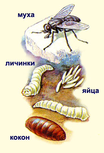 Тип превращения мухи. Цикл развития комнатной мухи схема. Личинка комнатной мухи. Этапы развития мухи. Развитие личинки мухи.