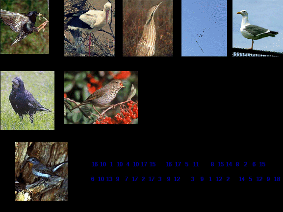 Разработка урока по теме: «Многообразие птиц. Систематические и экологические группы птиц»