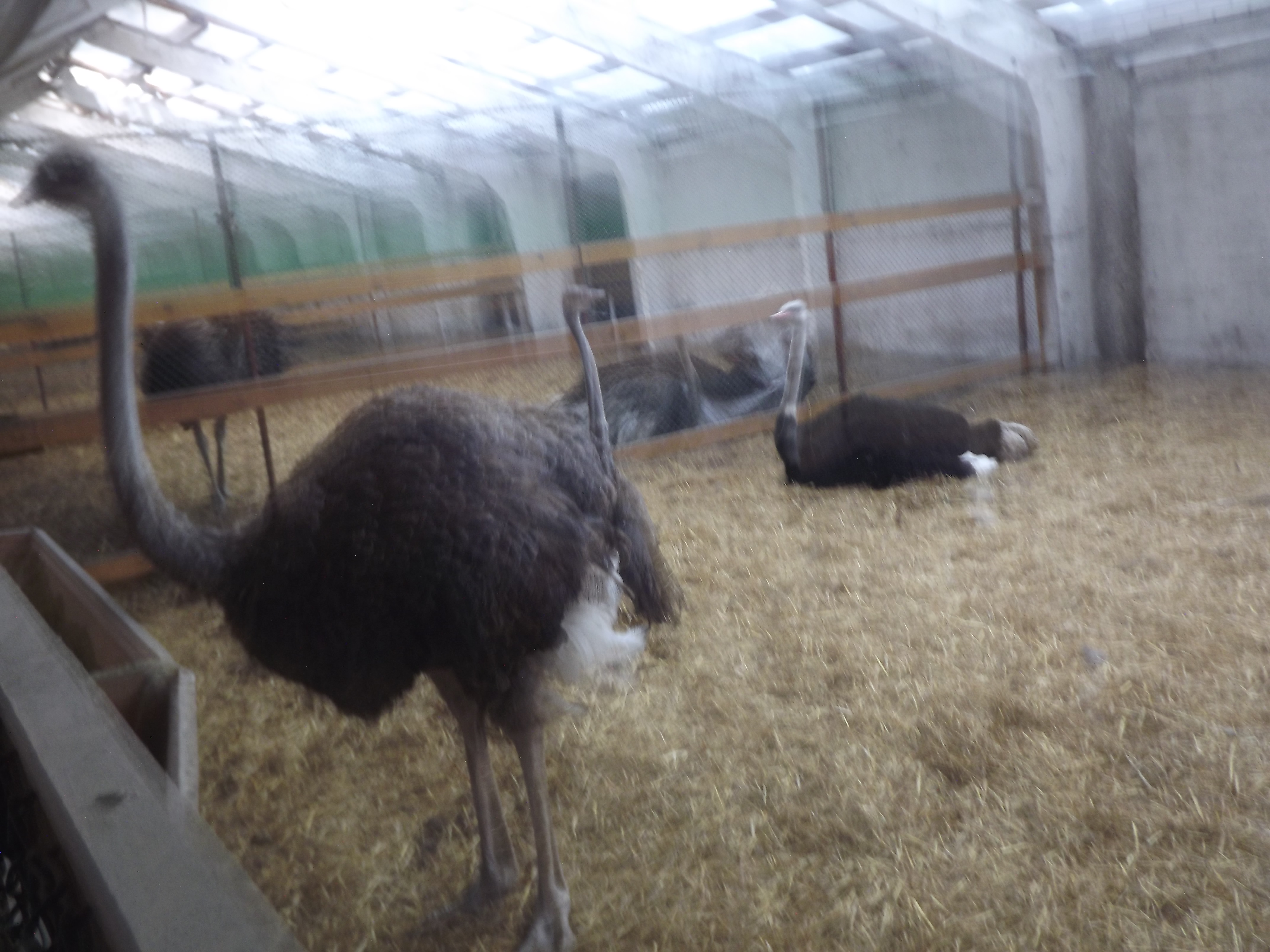 НАУЧНО – ИССЛЕДОВАТЕЛЬСКАЯ РАБОТА Тема: «Особенности содержания австралийских страусов в условиях Сибири».