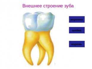 Поурочный план на тему Пищеварение в ротовой полости.Строение и функции зубов...
