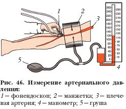 Урок по теме Движение крови по сосудам