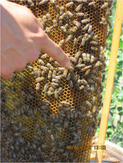 Проектная работа по окружающему миру на тему Пчёлы (1 класс)