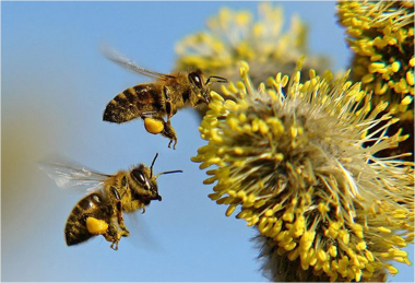 Проектная работа по окружающему миру на тему Пчёлы (1 класс)