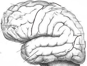 Интегрированный урок биологии и психологии Большие полушария мозга (8 класс)