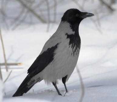 Исследователькая работа Зимующие птицы нашей местности