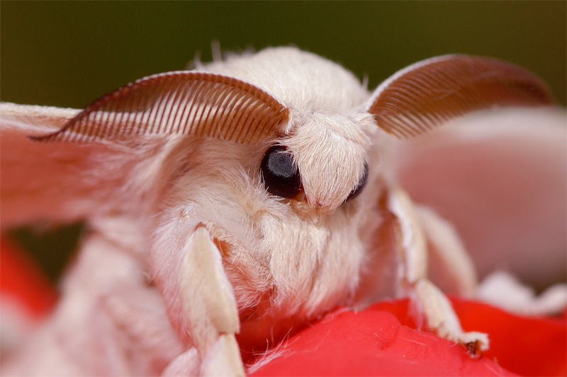 Тутовая бабочка (гусеница ) шелкопряд