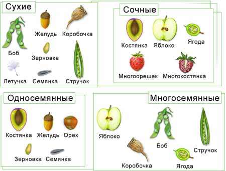 Урок в 6 классе .Семейство Пасленовые